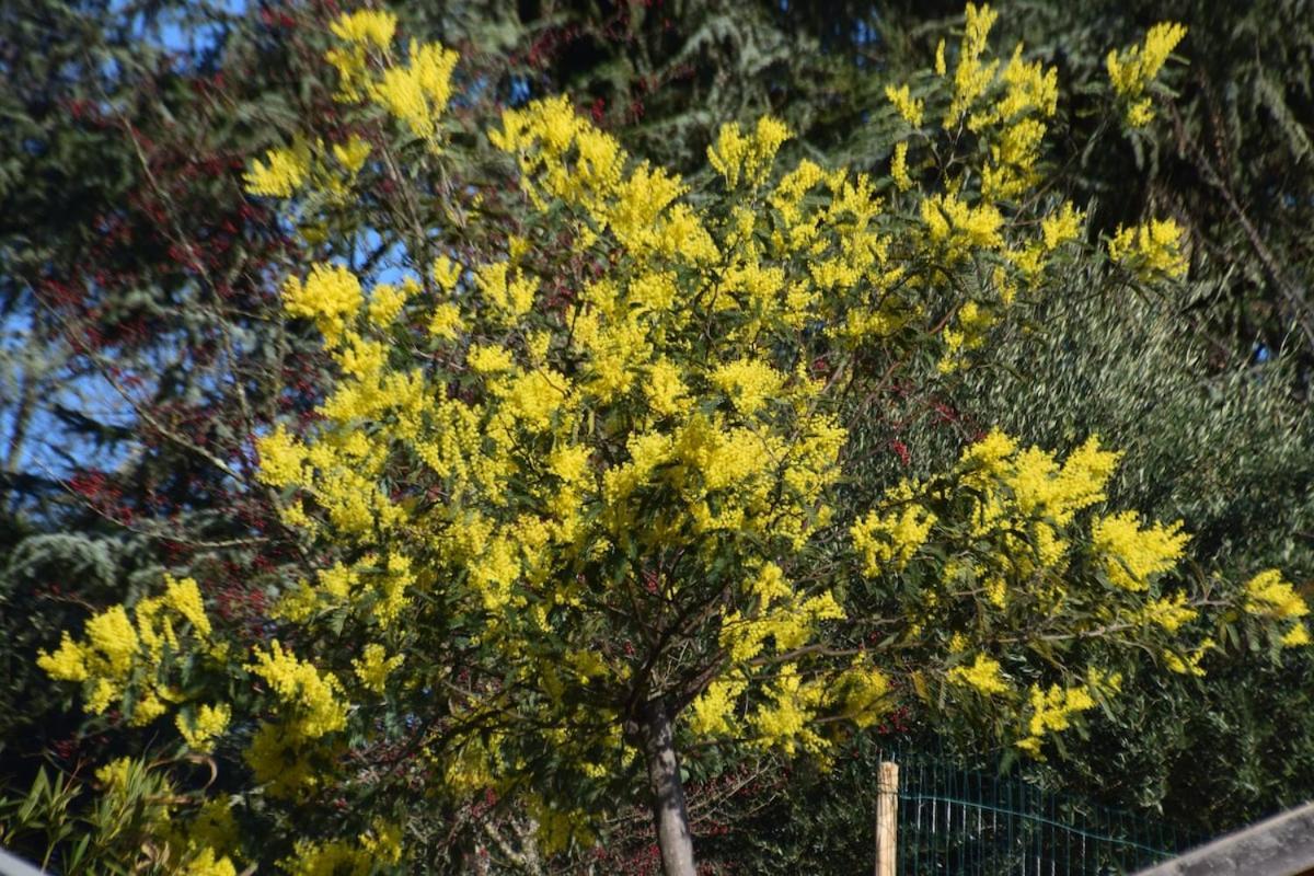 La Grangette Βίλα Joyeuse Εξωτερικό φωτογραφία
